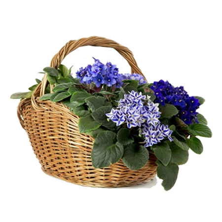 Plant Basket Violets