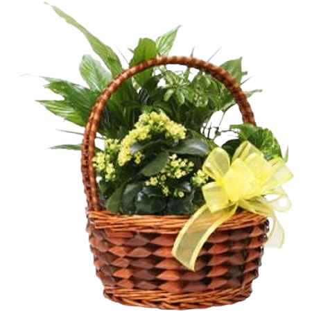 Yellow Flower Plant Basket