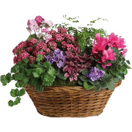 Basket Pink Plants