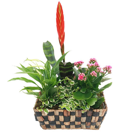 Assorted Plant Basket